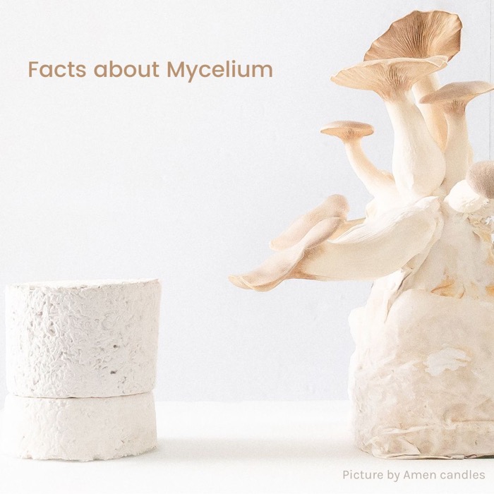 Facts about myceium