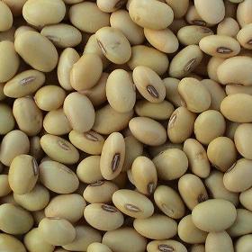 SOYBEANS NOGMO
